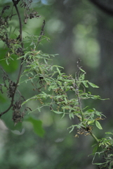 Rose rosette emaravirus