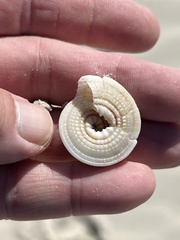 Architectonica nobilis