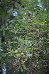 Rose rosette emaravirus