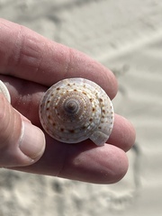 Architectonica nobilis