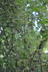 Rose rosette emaravirus