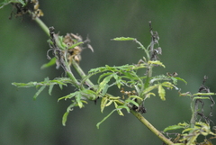 Rose rosette emaravirus