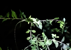 Bronchocela cristatella