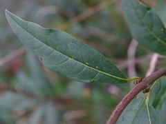 Ligustrum ovalifolium