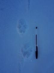 Vulpes vulpes crucigera