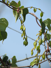 Dioscorea polystachya
