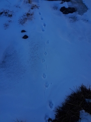 Vulpes vulpes crucigera