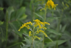Solidago juncea