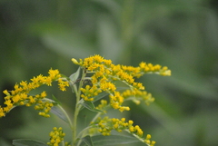 Solidago juncea