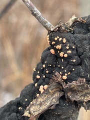 Nectria cinnabarina
