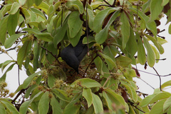 Microspingus cinereus