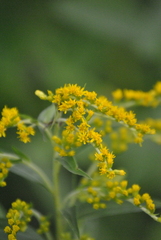 Solidago juncea