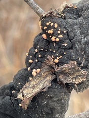 Nectria cinnabarina