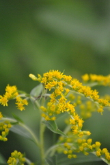 Solidago juncea