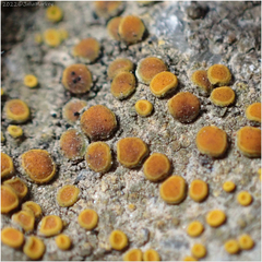 Xanthorioideae