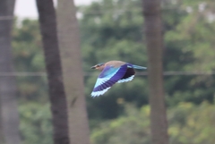 Coracias benghalensis