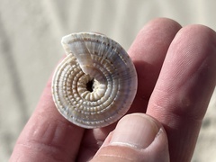 Architectonica nobilis
