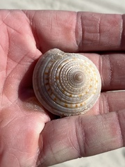 Architectonica nobilis