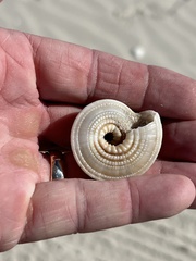 Architectonica nobilis