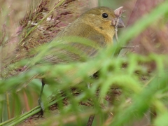Sporophila nigricollis