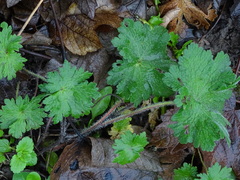 Geranium molle