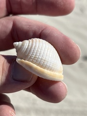 Semicassis granulata