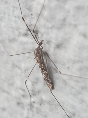 Limoniidae