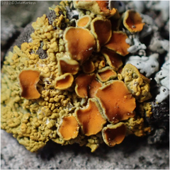 Teloschistaceae