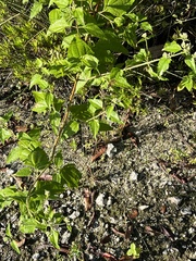 Chromolaena odorata