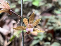 Collabieae