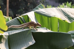 Funambulus palmarum