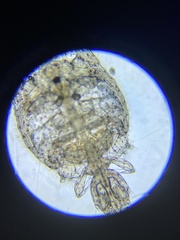 Caligidae