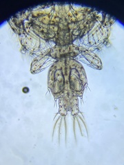Caligidae