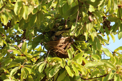 Microspingus cinereus