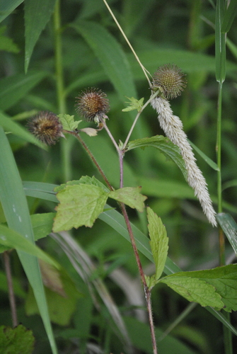 Image of Geum laciniatum by (c) Skyler Principe, some rights reserved (CC BY)