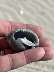 Semicassis granulata