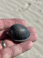 Semicassis granulata