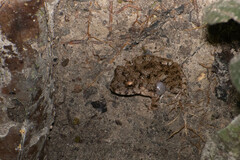 Oreobates quixensis