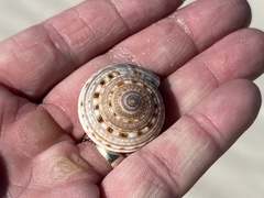 Architectonica nobilis