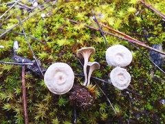 Arrhenia rickenii