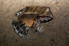 Leptodactylus pentadactylus