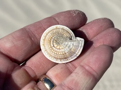 Architectonica nobilis