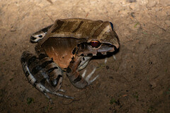 Leptodactylus pentadactylus