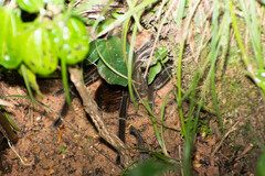 Theraphosinae