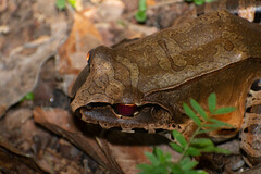 Leptodactylus pentadactylus