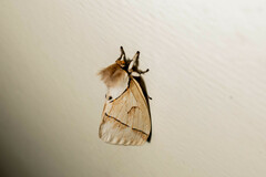 Pseudodirphia obliqua