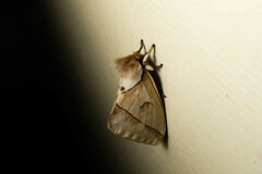 Pseudodirphia obliqua