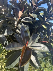 Ficus elastica