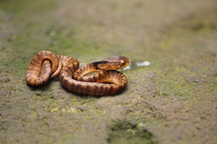 Pareas carinatus