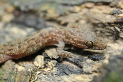 Cyrtodactylus marmoratus